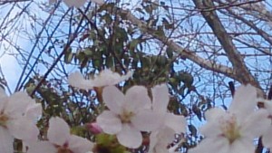 アップの桜